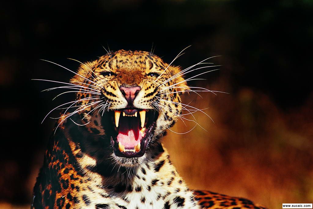  p>北美猎豹是已绝灭的的猫科动物.