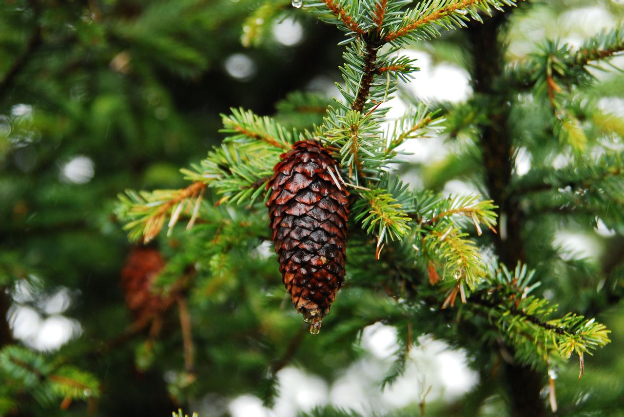  p>云杉属(拉丁文: i>picea /i>)是 a target="_blank" href="/item