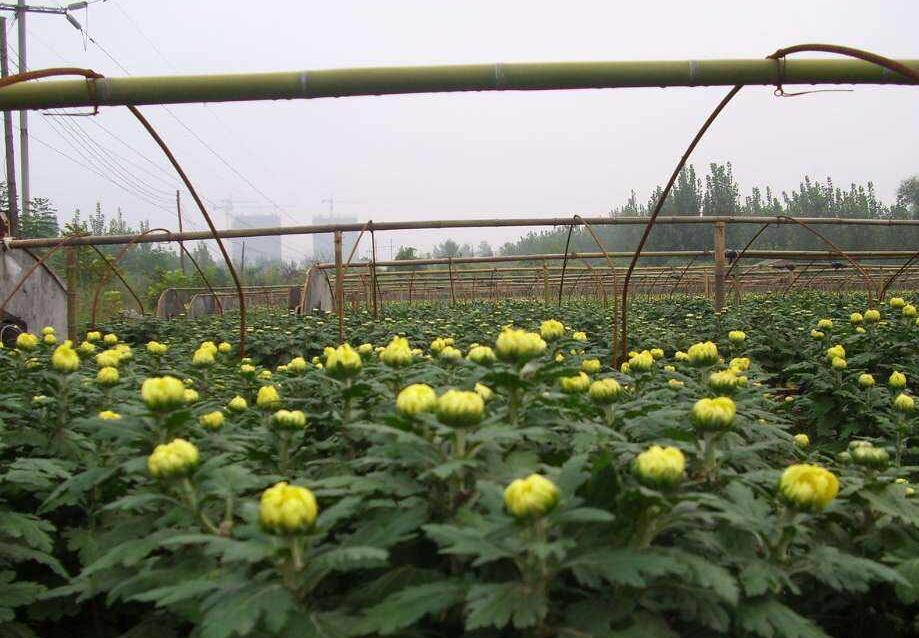  p>短舌匹菊(学名:pyrethrum parthenium (l.) sm.