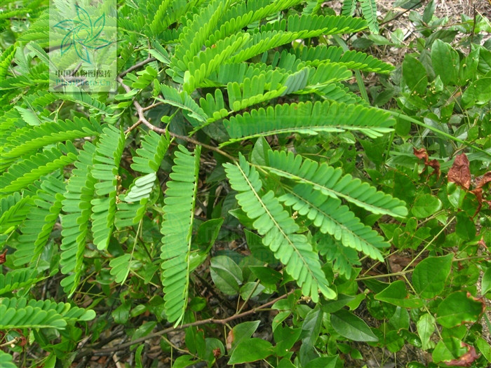  p>狭叶黄檀,藤本.