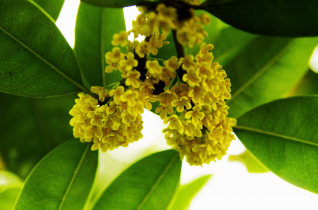 桂花树 五千年浪漫主义的缩影 百科ta说