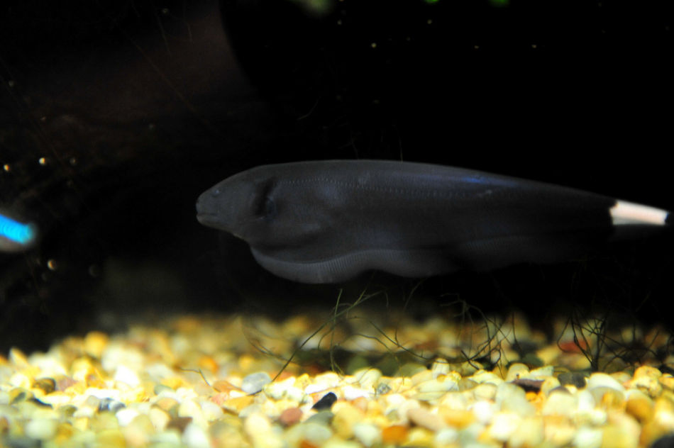  p>线翎电鳗,又名黑魔鬼鱼,英文名:black ghost fish,在国内更通俗的