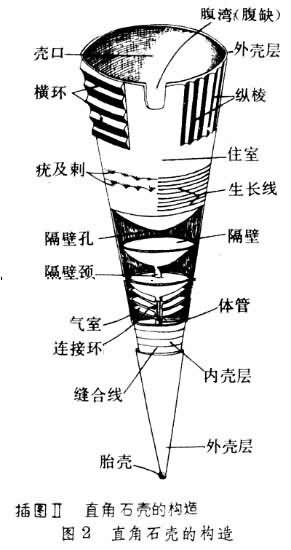 直壳鹦鹉螺