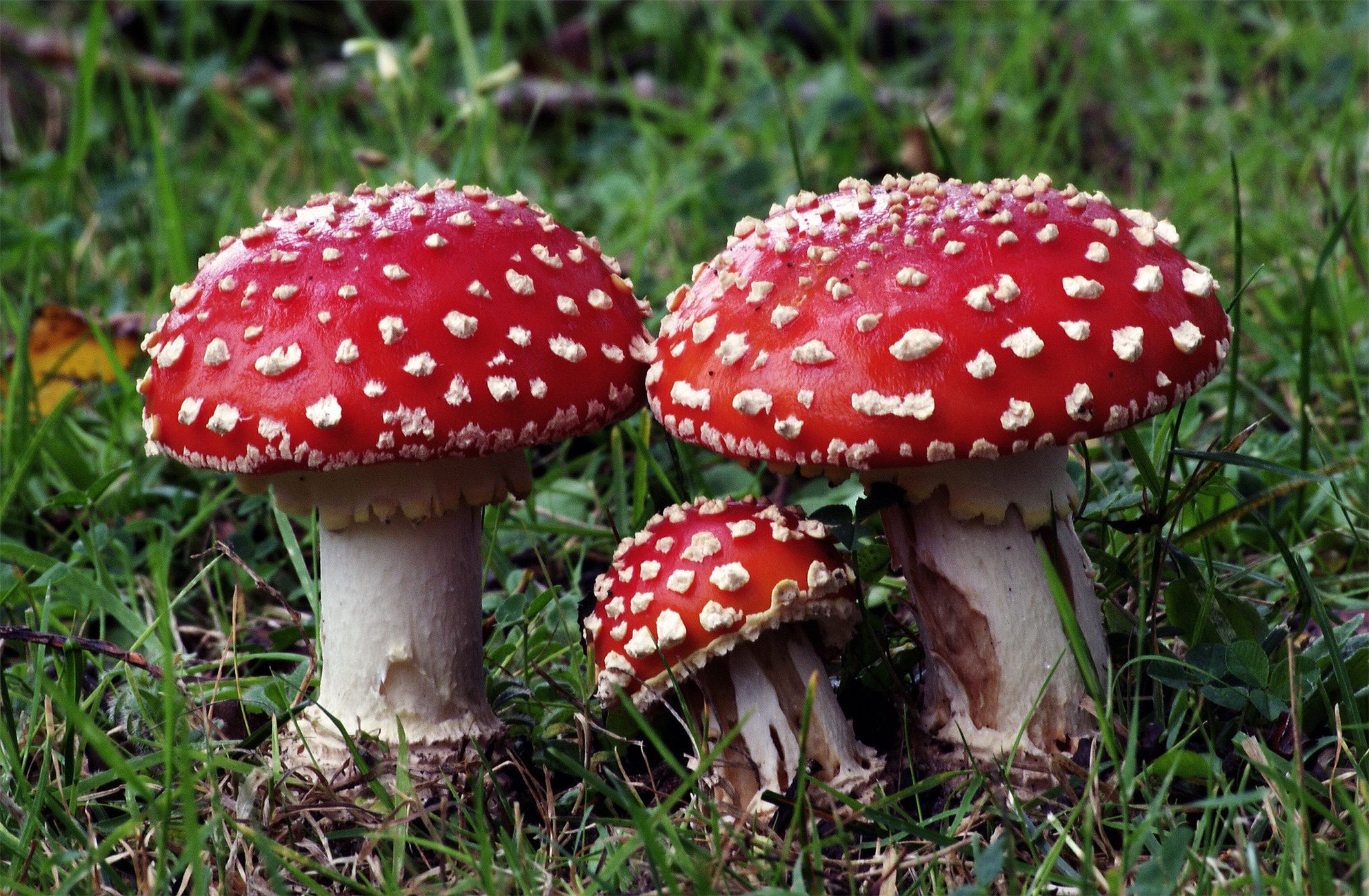  p>毒蝇伞(学名:amanita muscaria),又称毒蝇鹅膏菌,蛤蟆菌·毒蝇蕈