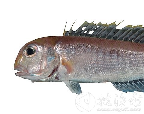  p>方头鱼, a href="#" data-lemmaid="2930591">鲈形目 /a>,方头鱼科