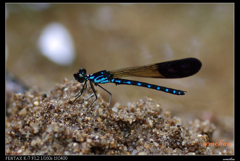  p>蜻蜓目(学名:odonata)是节肢动物们昆虫纲的一目, a target="