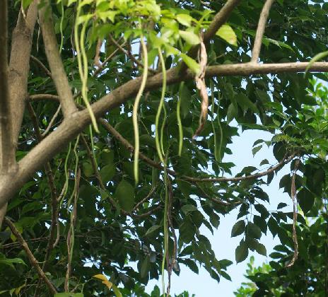  p>海南菜豆树(学名: i>radermachera hainanensis /i> merr.