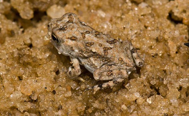  p>美国南部蟾蜍(学名: i>bofo terrestris /i>)体型短粗,背面皮肤上