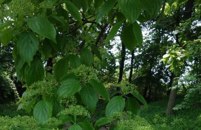  p>常绿乔木,高约15米;嫩枝略有短柔毛,以后变秃净,干后灰褐色,老枝有