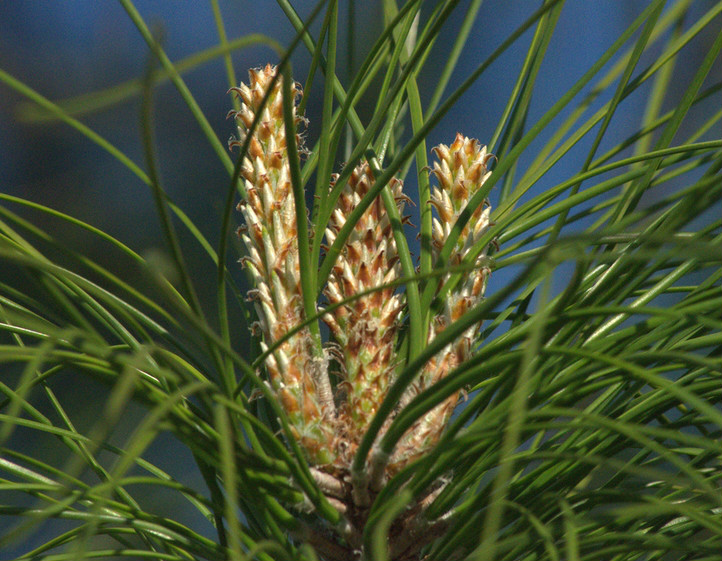  p>火炬松(学名: i>pinus taeda  /i> l.