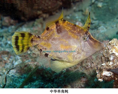 中华单角鲀( i>monacanthus chinensis  /i>(osbeck, 1765) 是单棘鲀