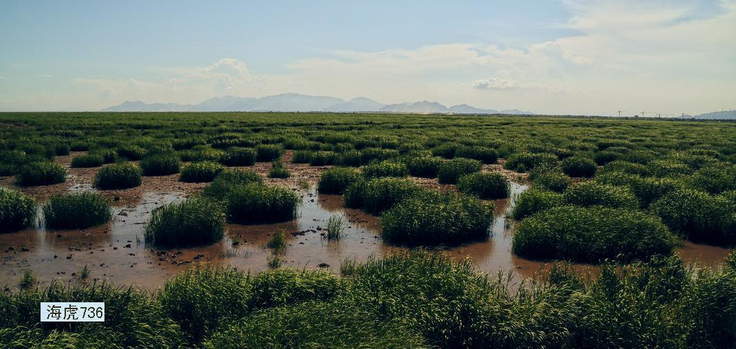  p data-id="gnaycks0gu">中国国内最长的跨海大堤灵霓北堤绵延于 a