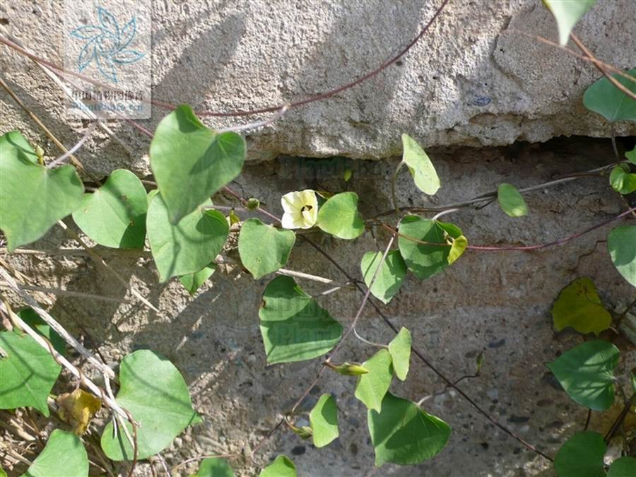  p>猪菜藤属, a target="_blank" href="/item/旋花科/8288354" data