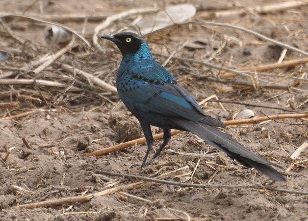  p>长尾丽椋鸟(学名:lamprotornis caudatus)属中型 a target="_blank