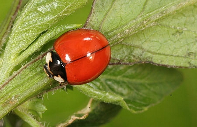 大红瓢虫