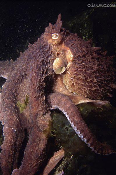 太平洋巨型章鱼