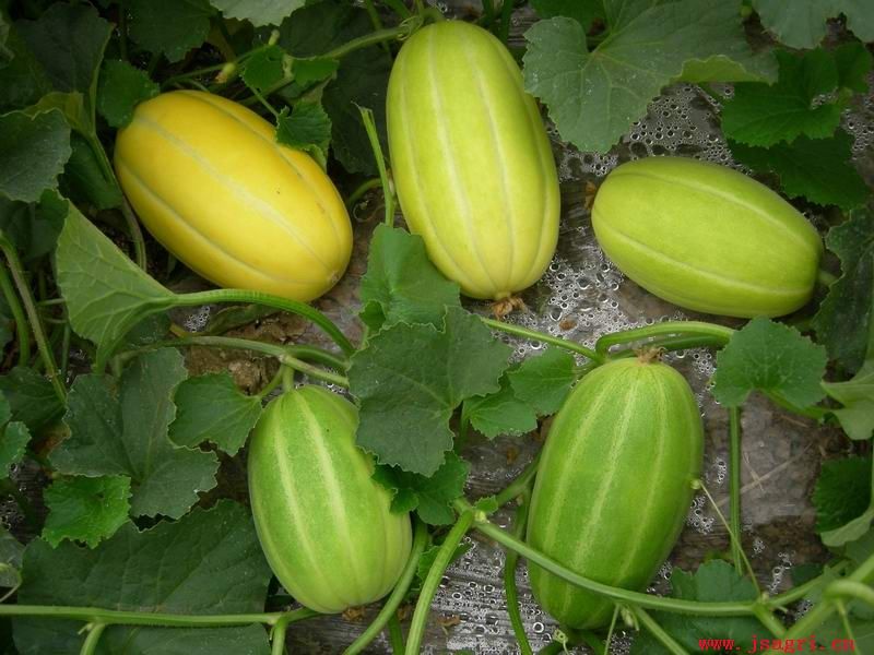 是葫芦科一年生 a target="_blank" href="/item/蔓性草本植物">蔓性