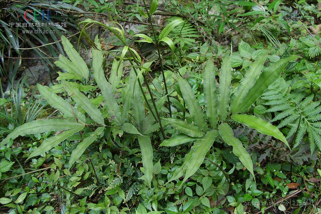  p>凤尾蕨(学名: i>pteris cretica l. var. nervosa /i>  (thunb.