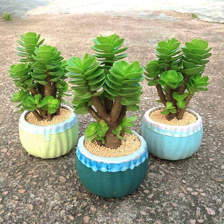  p data-id="gncn7b5bde">圆贝马齿苋(学名: i>portulaca /i>  i>