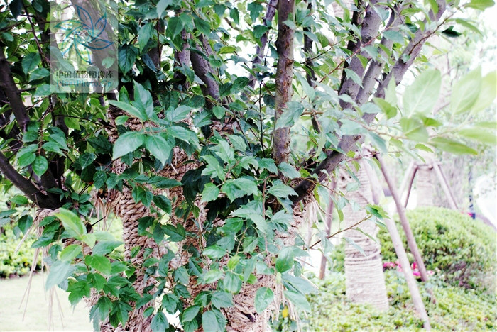  p>三叶海棠(学名: i>malus sieboldii  /i>(regel) rehd.