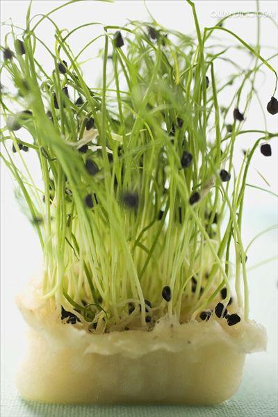 豆芽