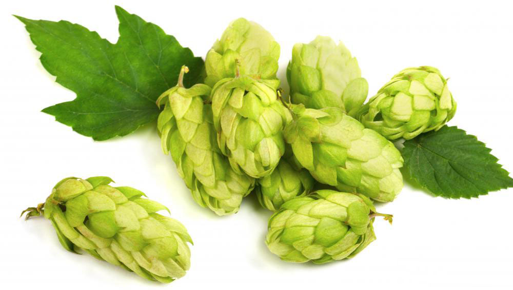 p>啤酒花(学名: i>humulus lupulus /i> linn.