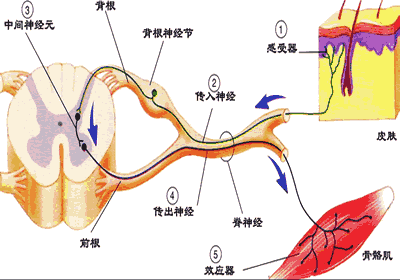  p data-id="gnbpqb361w">由于神经系统由众多的神经元组成,神经元与