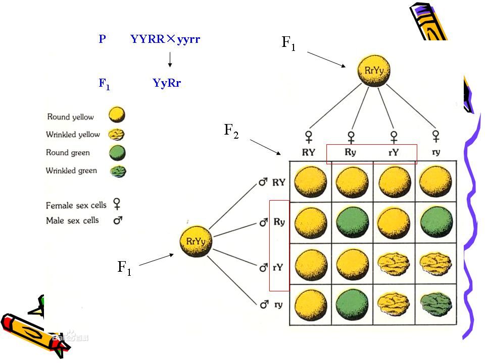  p>分离定律又称 a target="_blank" href="/item/孟德尔第一定律