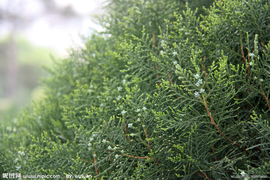  p>侧柏(学名: i>platycladus orientalis /i> (l.