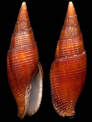  p>咖啡笔螺是一种新腹足目,笔螺科类生物咖啡笔螺,贝壳形状贝壳呈纺