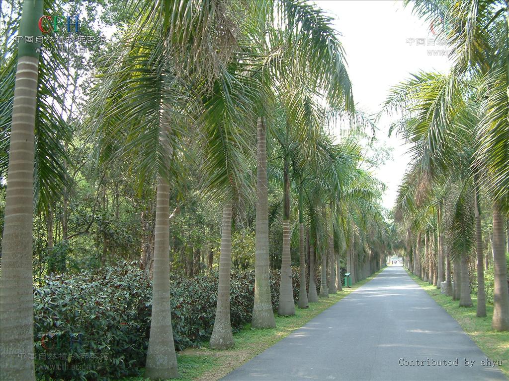  p>王棕属( a target="_blank" href="/item/学名/8074290" data