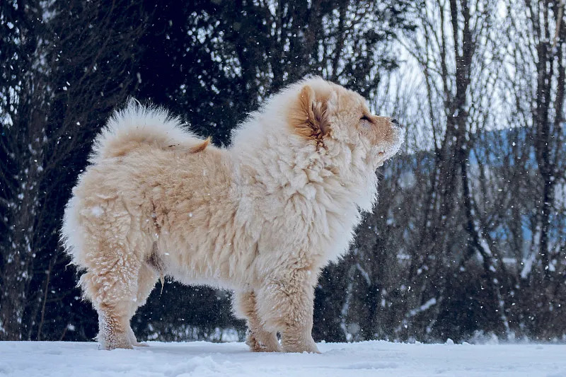 松狮犬（以独特蓝舌和环状领著称的中国犬种（犬科犬属动物））_百度百科