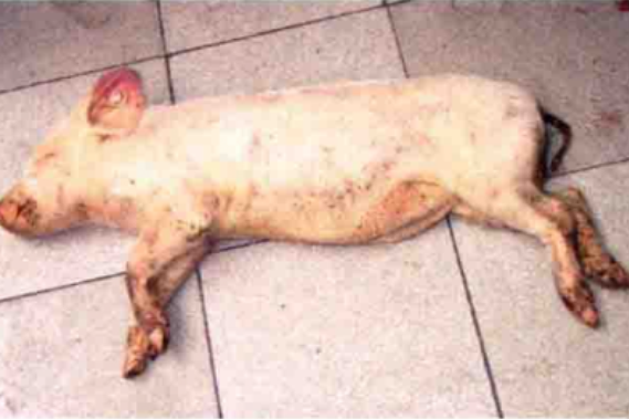 猪钩端螺旋体病