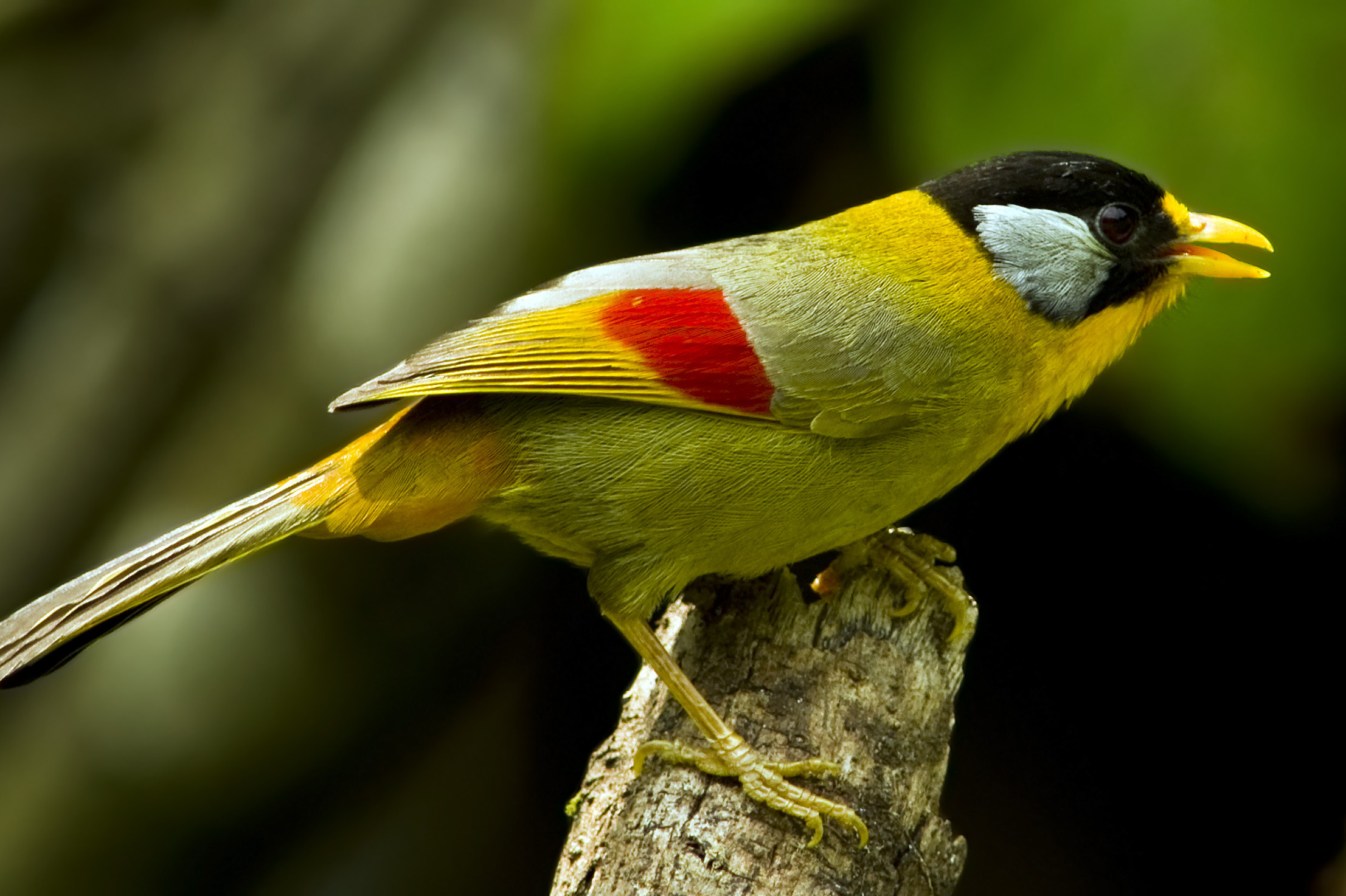 银耳相思鸟指名亚种