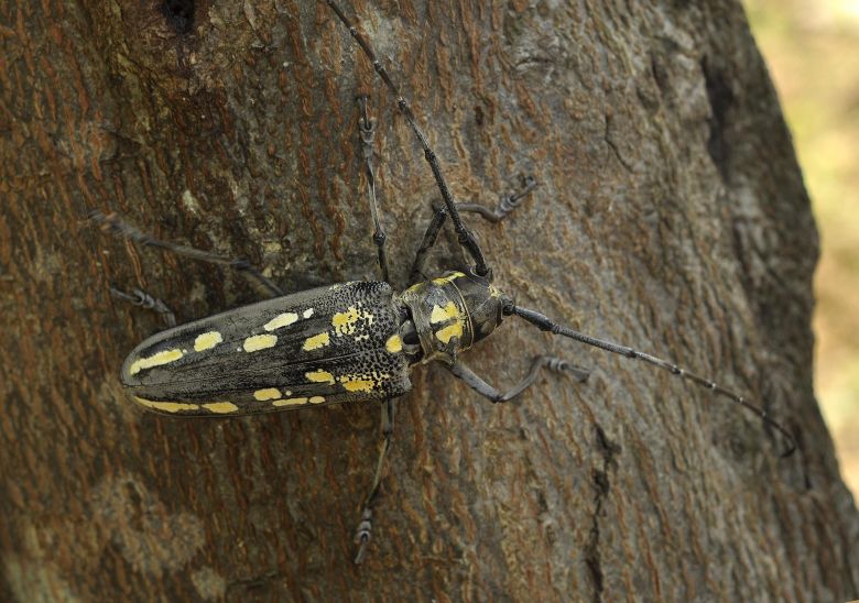 网斑地衣天牛