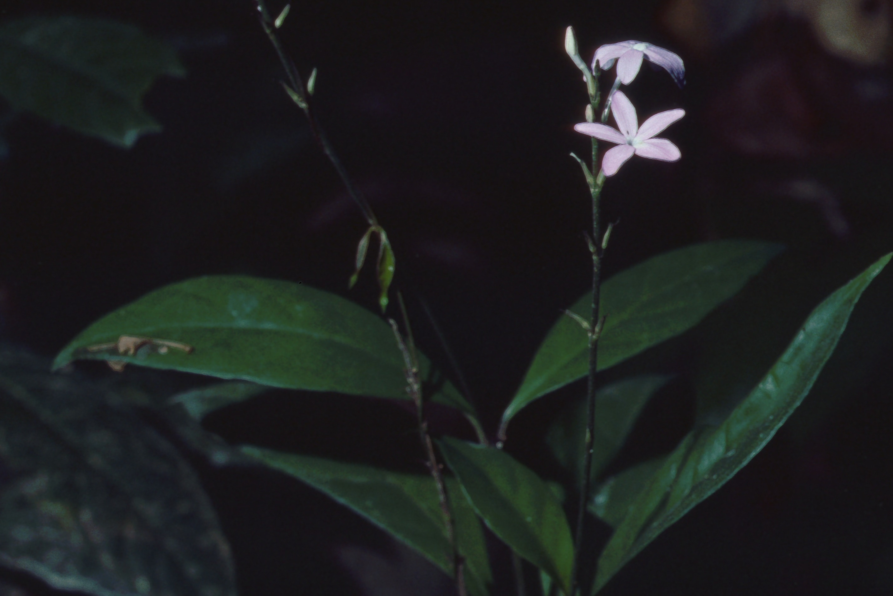  p>红河山壳骨(学名: i>pseuderanthemum teysmannii  /i>(miq.