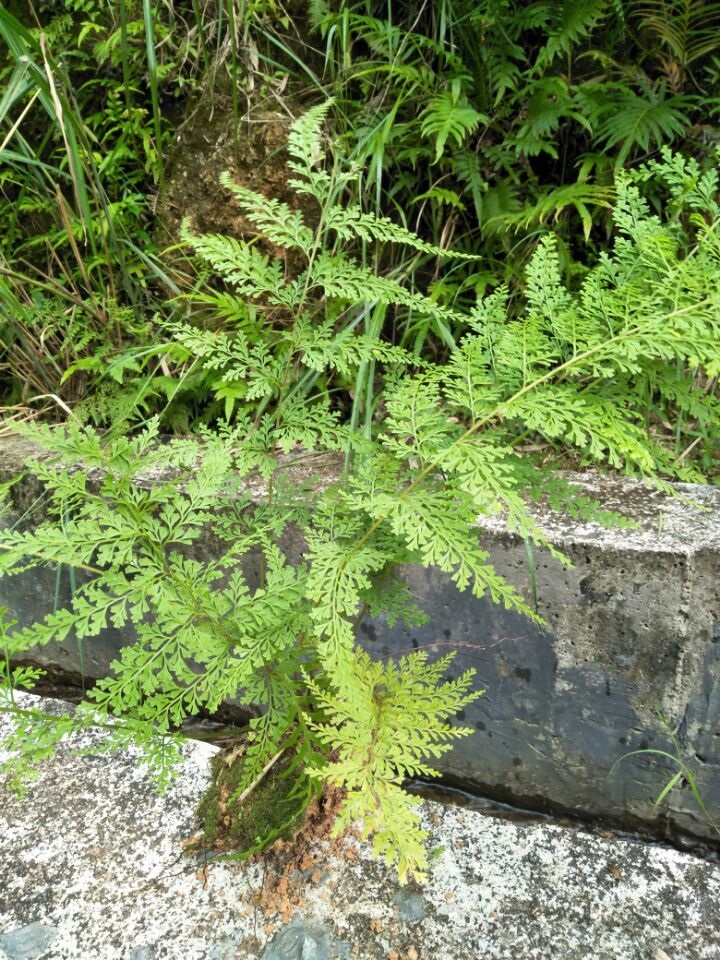 是陵齿蕨科乌蕨属植物,是多年生草本植物;植株高,根状茎短而横走