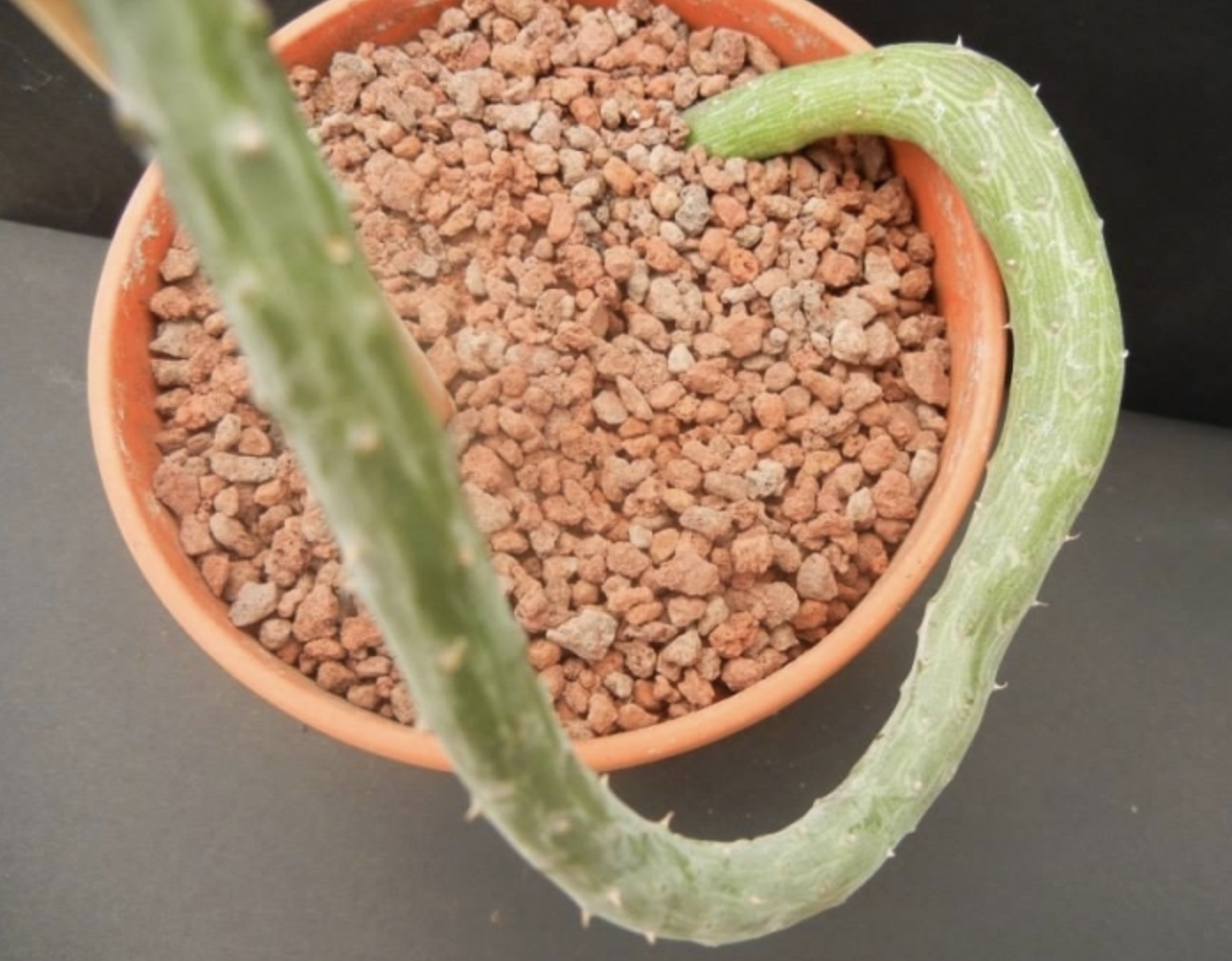  p>泥鳅掌(学名: i>kleinia pendula  /i>(forssk.) dc.