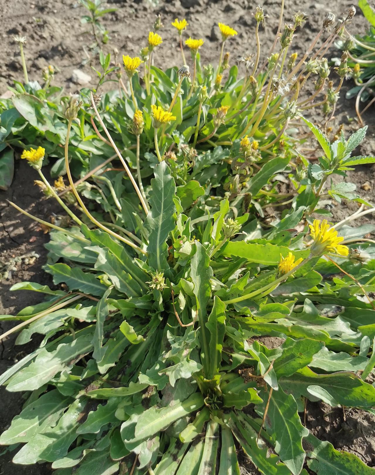 橡胶草,菊科蒲公英属多年生草本植物