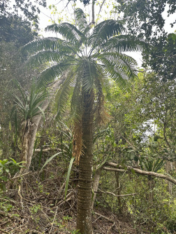 Cycas micronesica_百度百科