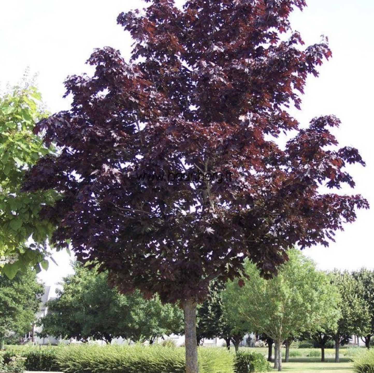紫叶挪威枫
