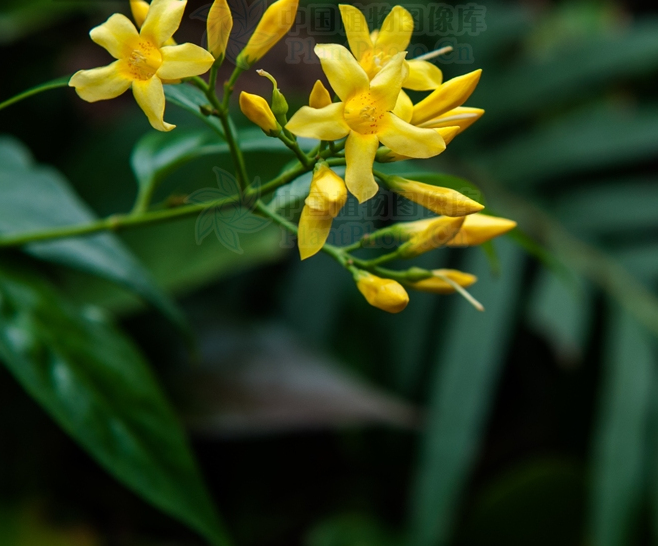  p>钩吻属(学名: i>gelsemium /i> juss.)是马钱科下一个属,木质藤本.