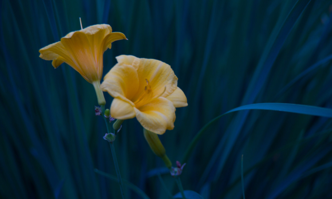 萱草 百合科萱草属植物 百度百科