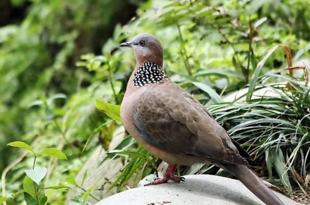 咕咕咕是什么叫声 - 知晓星球