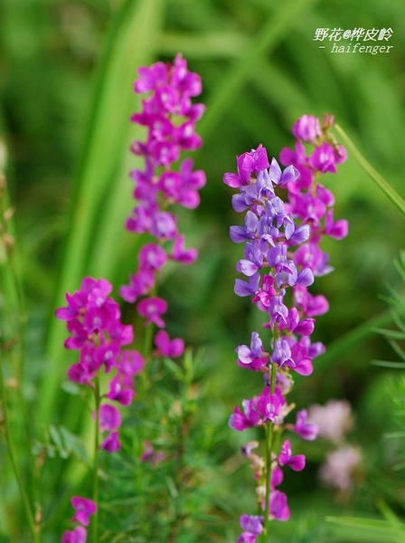  p>黄花棘豆(学名: i>oxytropis ochrocephala /i> bunge&nbsp;)