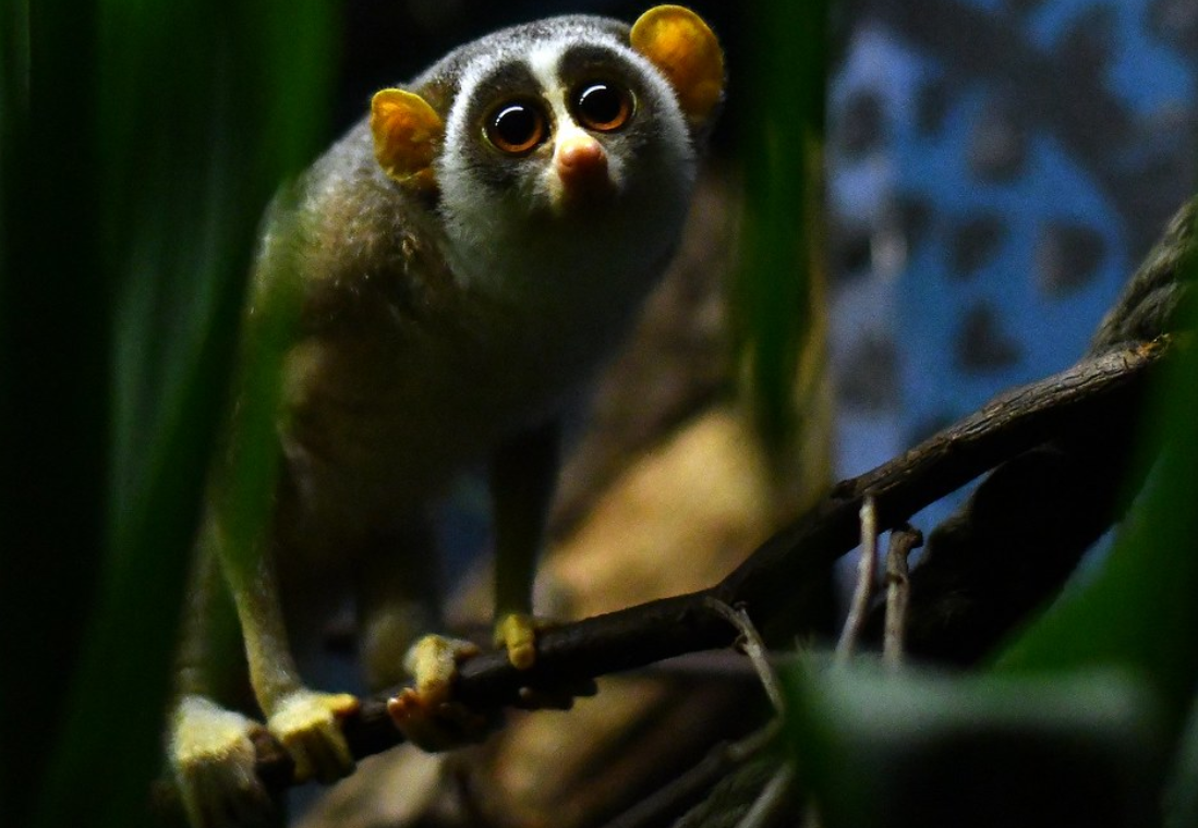  p>灰懒猴(学名: i>loris lydekkerianus /i>):是哺乳纲,懒猴科的一种