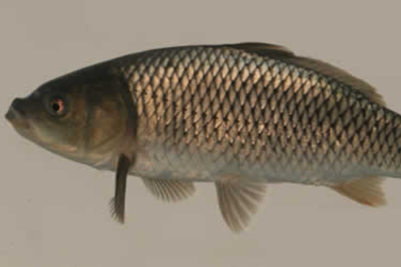  p>大头鲤(学名: i>cyprinus pellegrini /i>)是鲤科,鲤属鱼类.