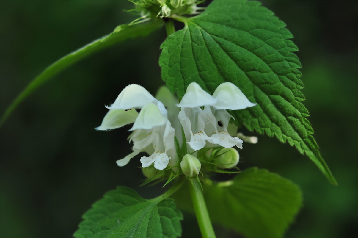 野芝麻(野芝麻图片与功效和作用)