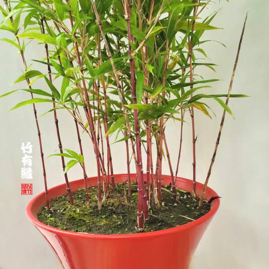 云南彩叶红竹_百度百科