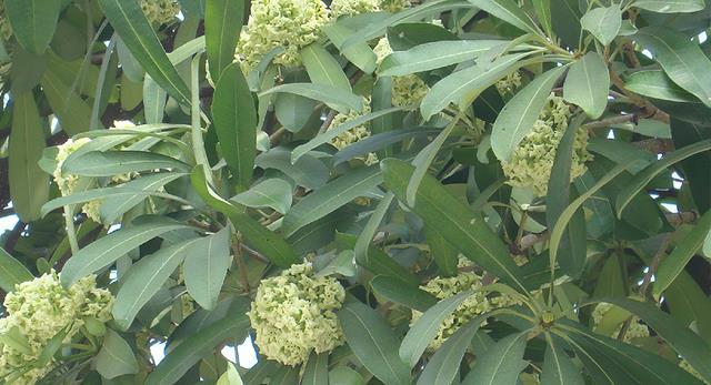  p>匙形鱼网叶是一种鱼网叶属植物. /p>